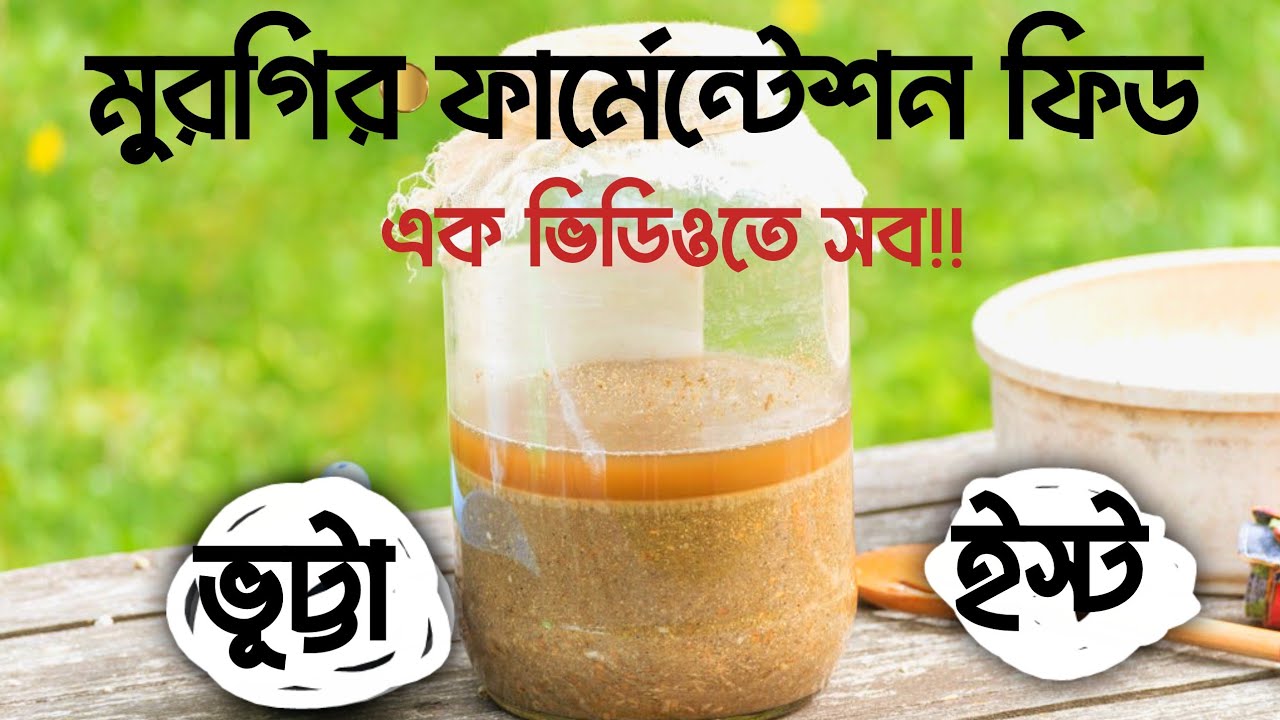 মুরগির ফার্মেন্টেশন ফিড এ টু জেড আলোচনা। Murgir Feed Fermentation Bangla