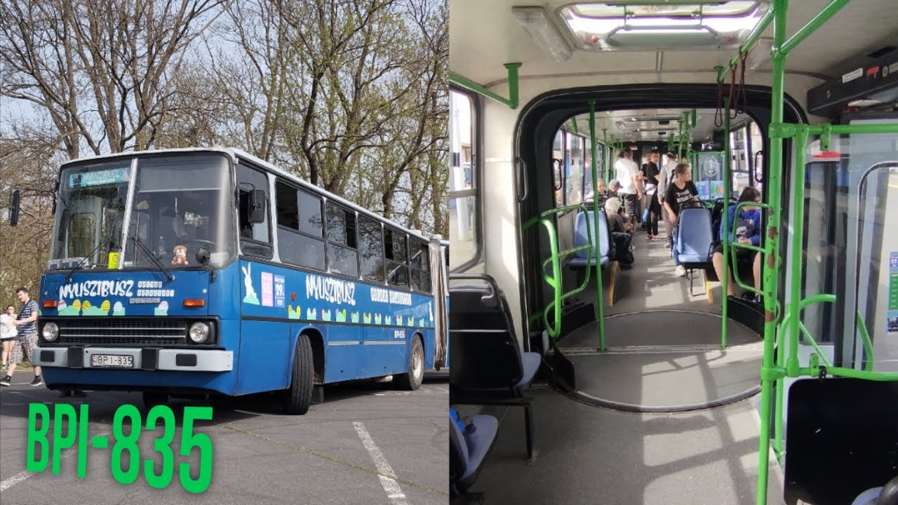Utazás egy magántulajdonban lévő Ikarus 280-nal (BPI-835) nyuszibuszként