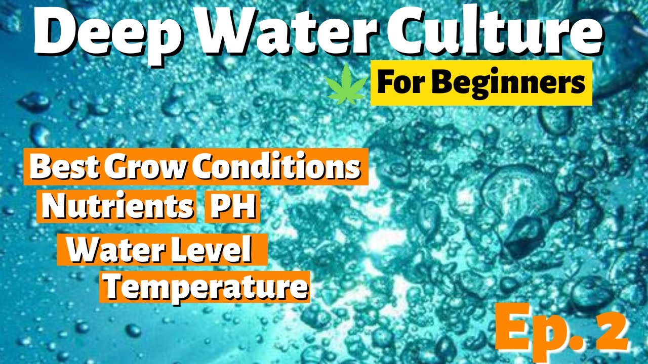 Deep Water Culture (DWC) Hydroponics For Beginners Ep. 2 - Best Grow Conditions (System Setup)