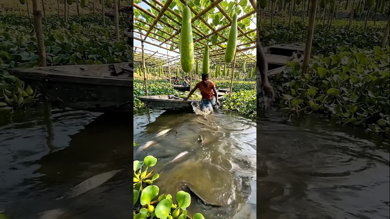 Wow! Amazing Polo Fishing Videos ! Best Big Fish Catching ! Primitive Technique fishing 