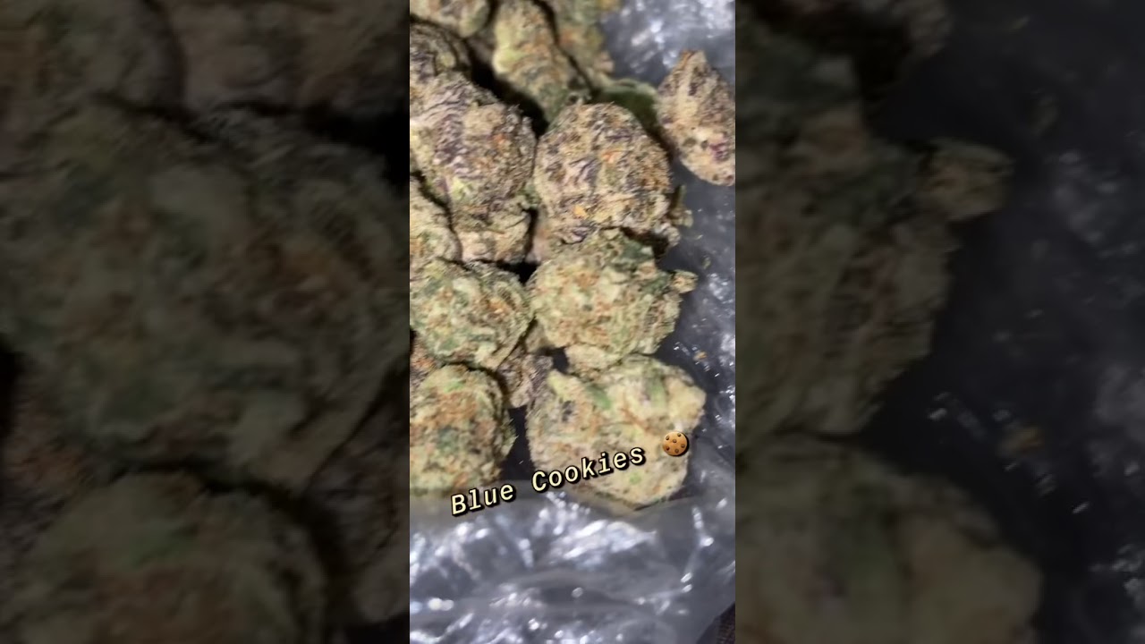 Blue Cookies Marijuana Strain zaza