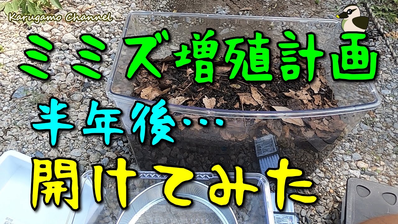 【ミミズ】ミミズ増殖計画！結果発表※ミミズが嫌いな方は見ないで下さい。【飼育】