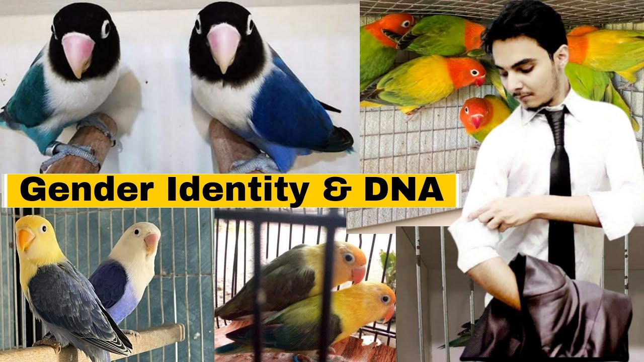 Fischers lovebirds male female gender identification Hindi Urdu | PART 69 | AHSAN PETs