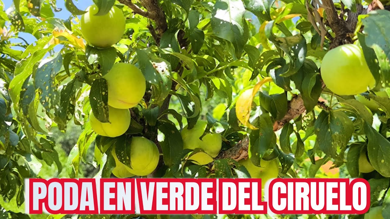 Poda en verde del ciruelo