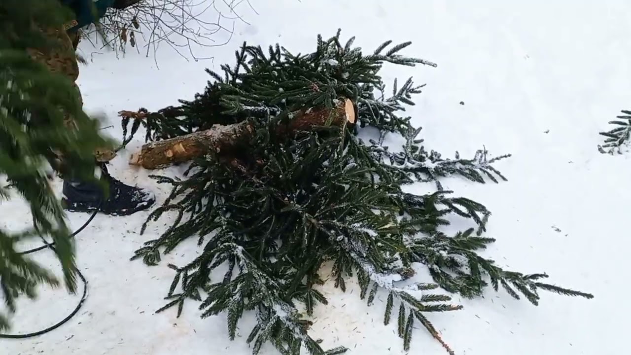 Начальная формировка взрослой ели и новогодний декор https://t.me/Dubrovka_16