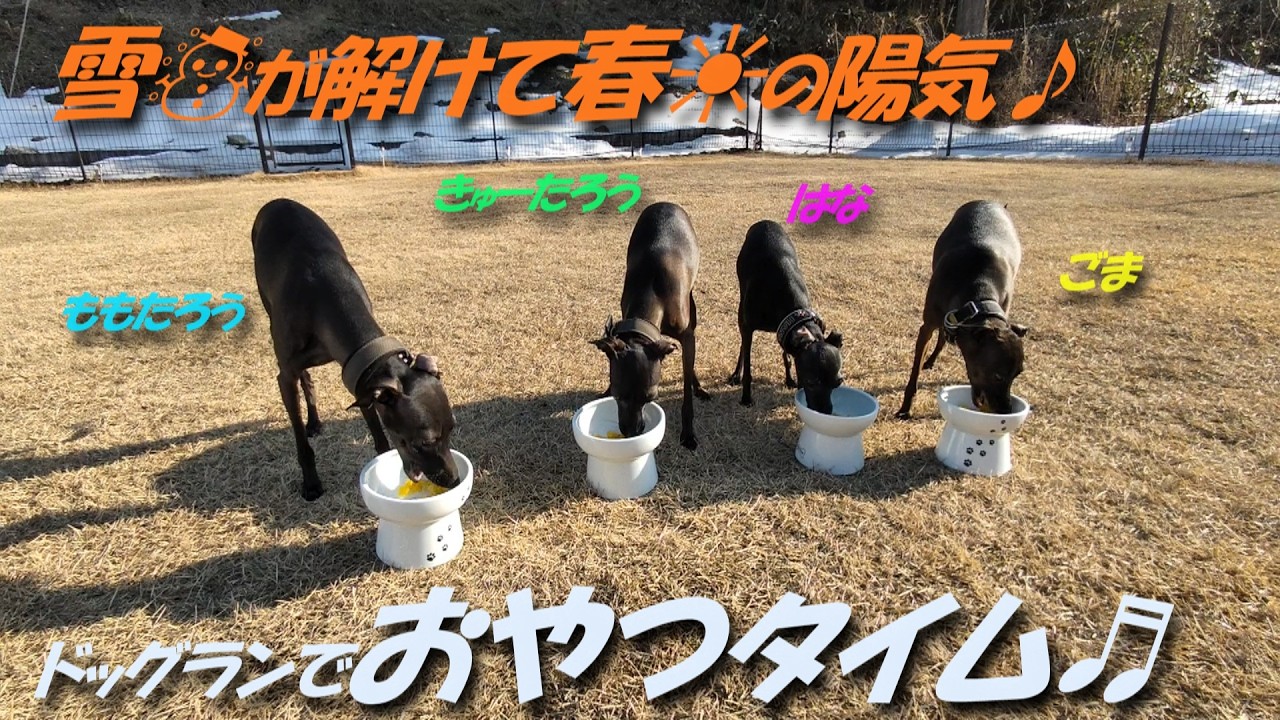 イタグレ】雪解けでドッグラン再開♪ごまはな＆ももきゅー 芝の上でみんなでおやつ♪♪
