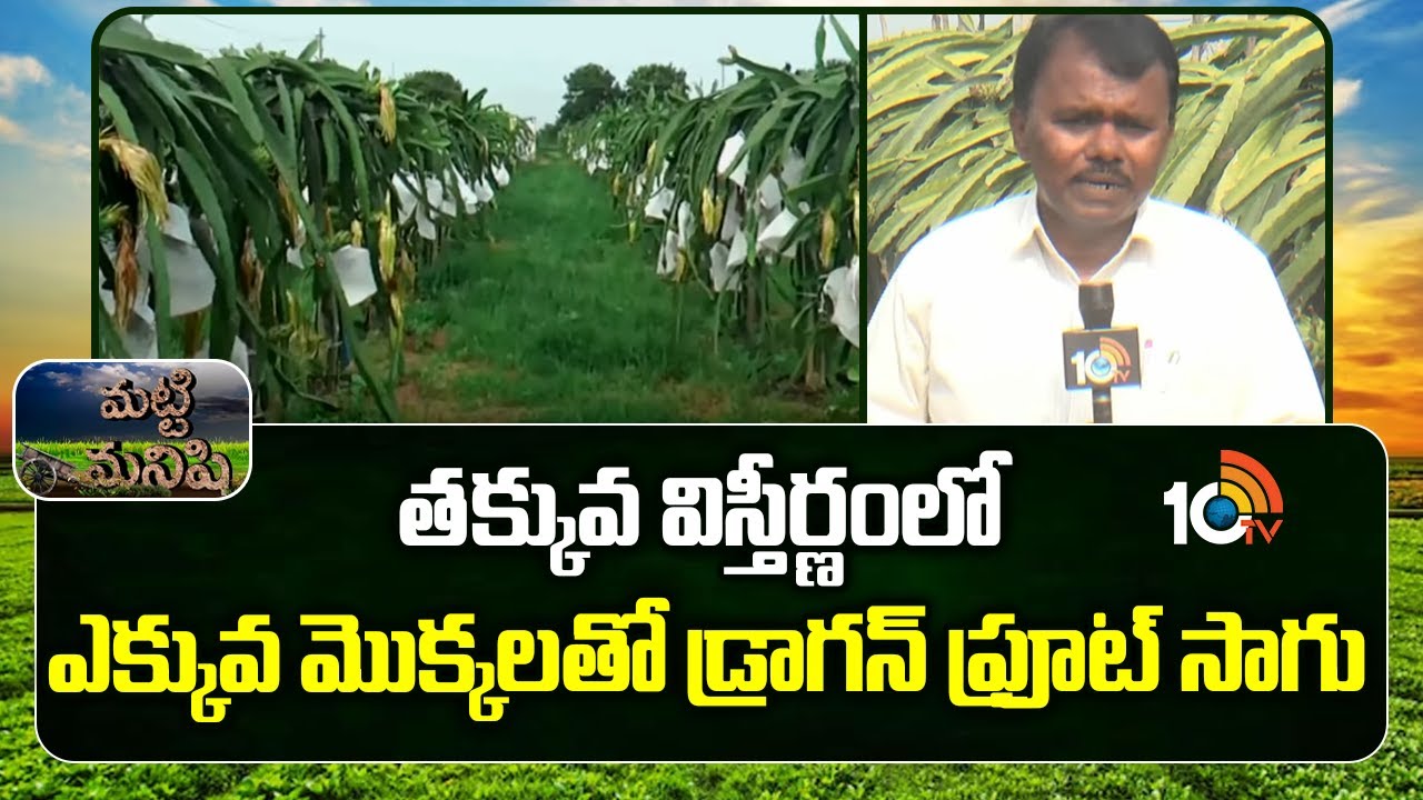 Dragon Fruit Cultivation: తక్కువ విస్తీర్ణంలో ఎక్కువ మొక్కలతో డ్రాగన్ ఫ్రూట్ సాగు | Matti Manishi