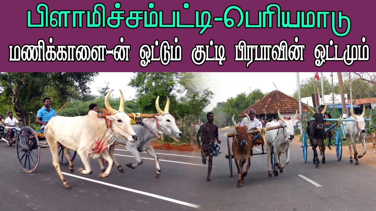 ETSS reckla race - பிளாமிச்சம்பட்டி (பெரியமாடு-06.06.2022) bulls race