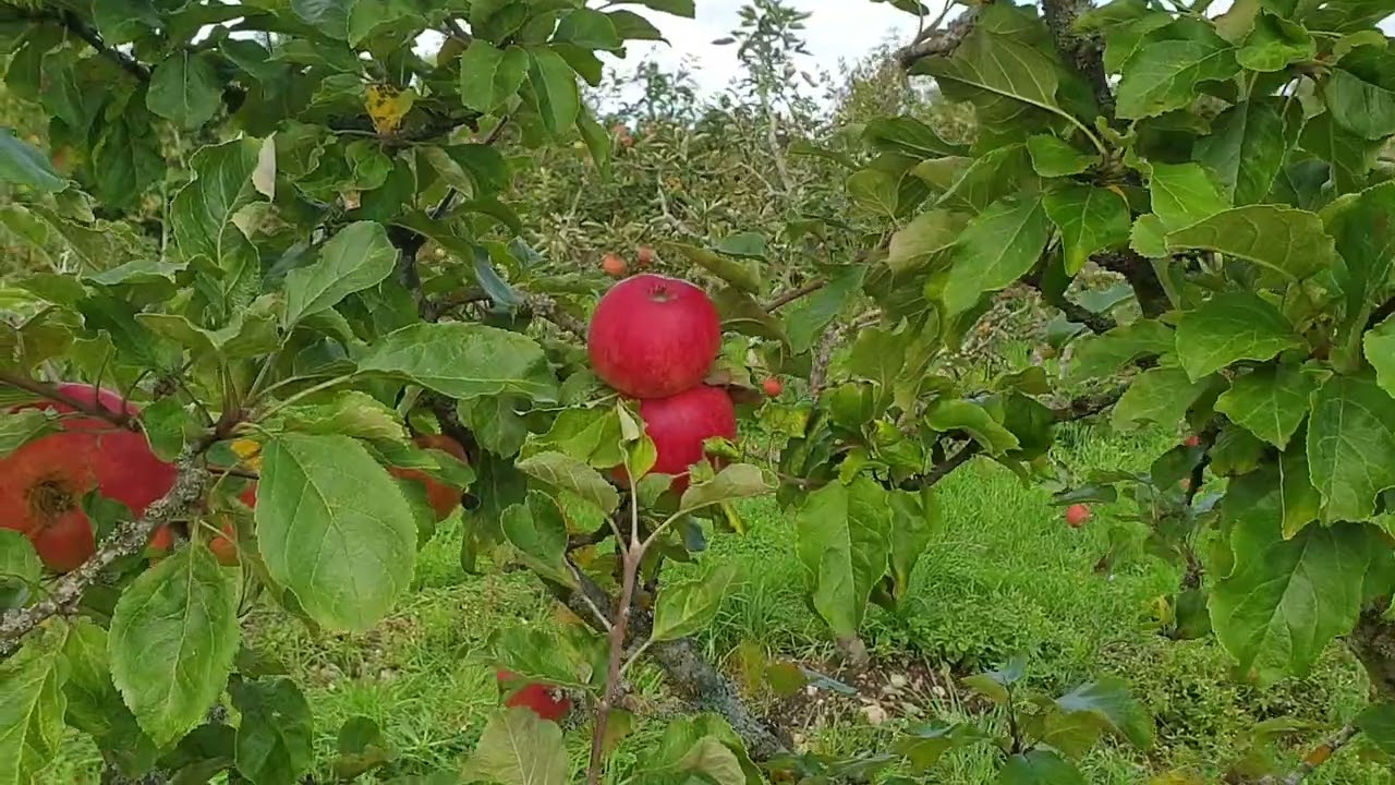 Alte Apfelsorte Alkmene