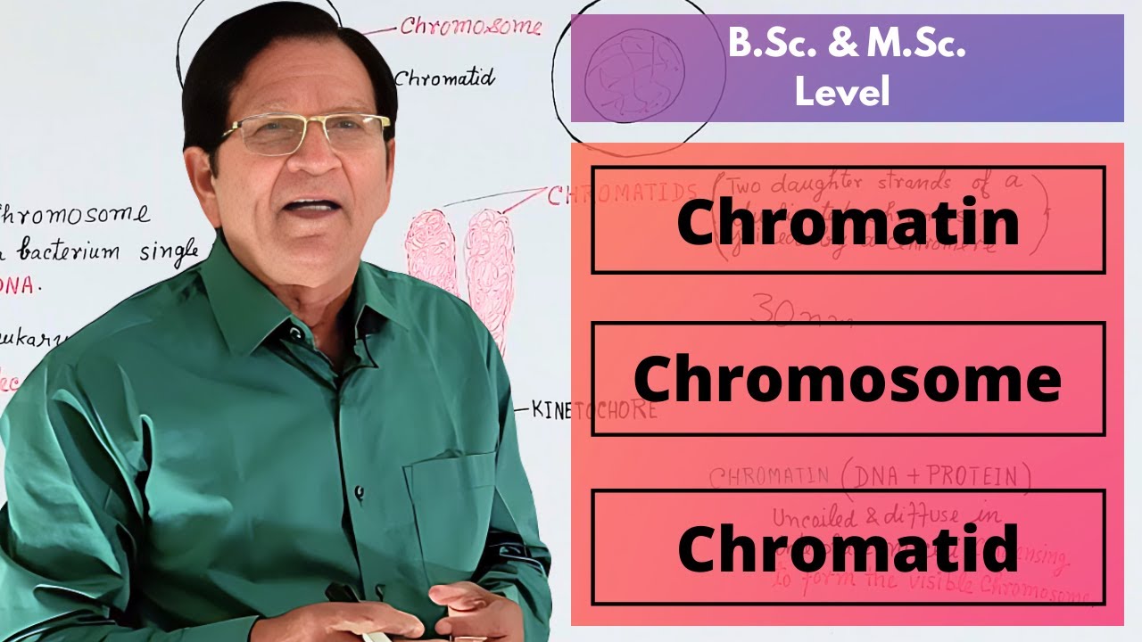 Chromatin, Chromosomes & Chromatids || B.Sc. & M.Sc. Level