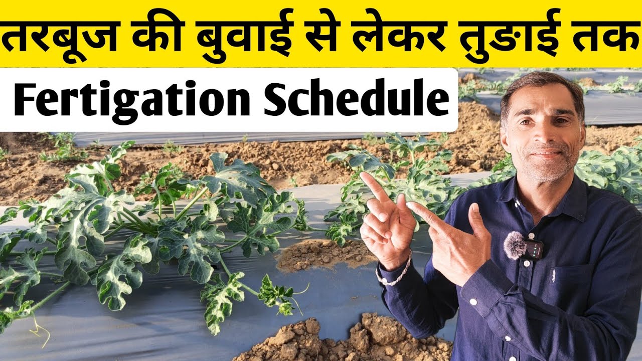 तरबूज में फर्टिलाइजर मैनेजमेंट | Watermelon Fertigation  Schedule | तरबूज में कब कौनसी खाद डालें |