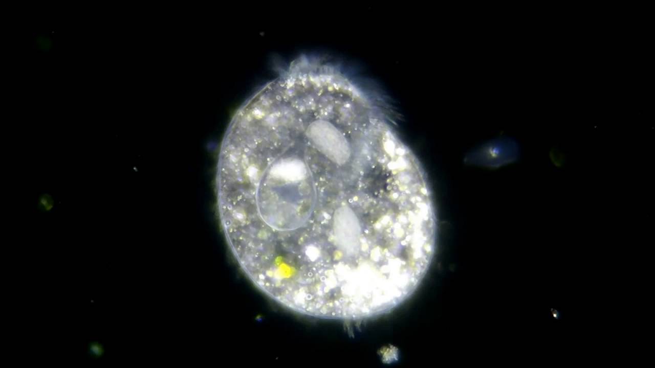 Hypotrichia sensu str.