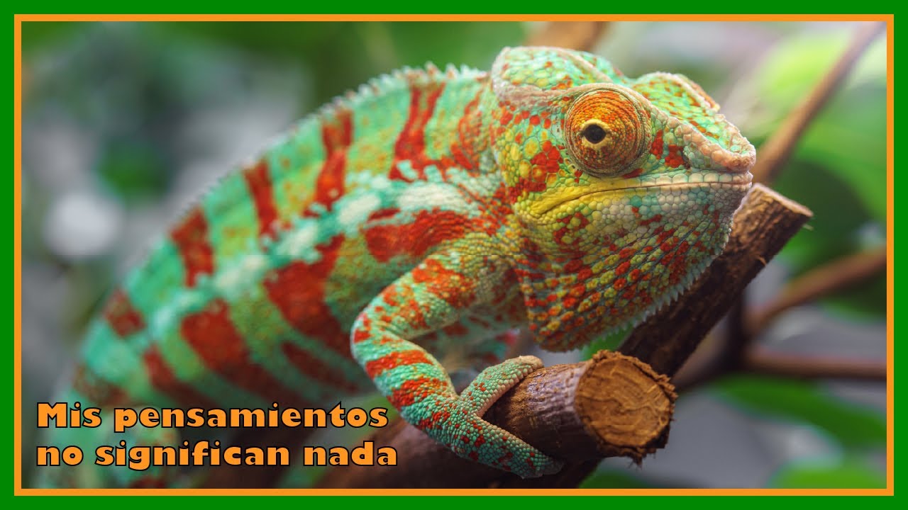 UCDM 10 | &ldquo;Mis pensamientos no significan nada&rdquo; | Camale&oacute;n | Menciones Faun&iacute;sticas