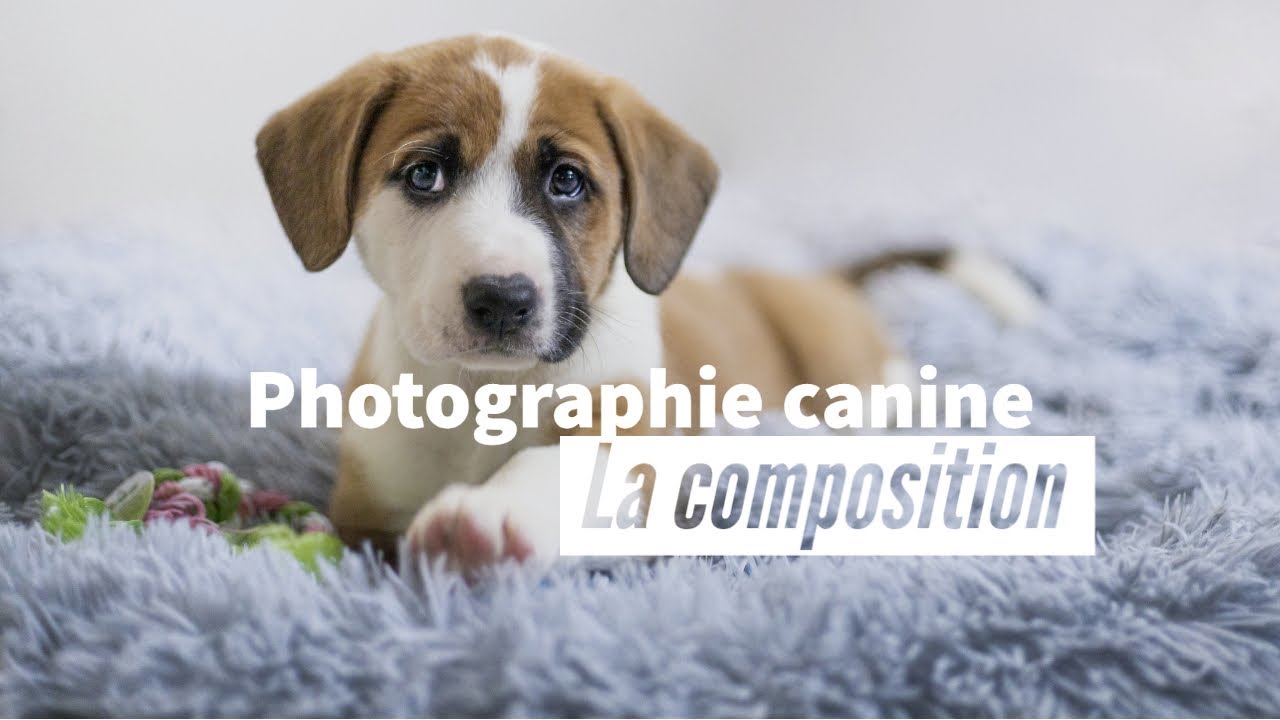 Photographie canine : comment composer ses photos ?