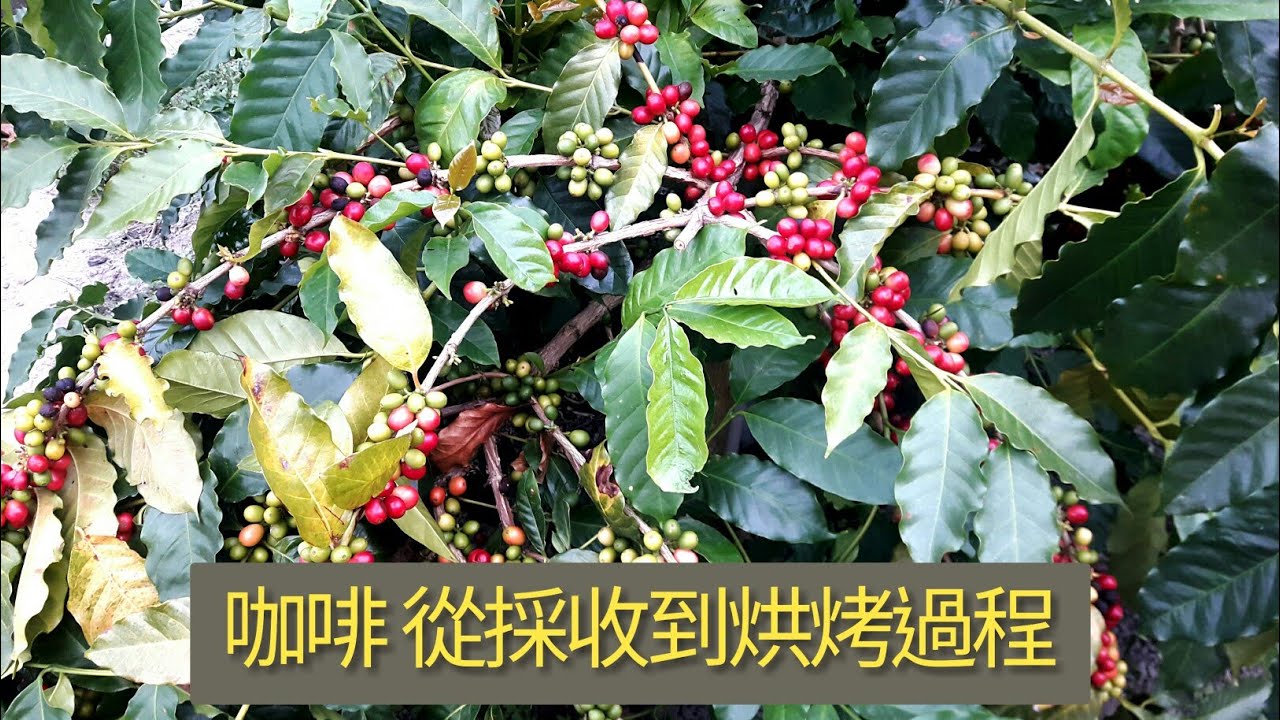 咖啡從採收到烘烤過程