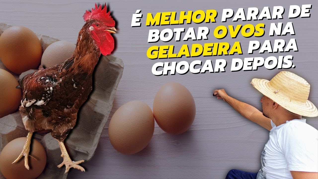 Isso acontece quando coloca ovo fértil na geladeira para chocar depois