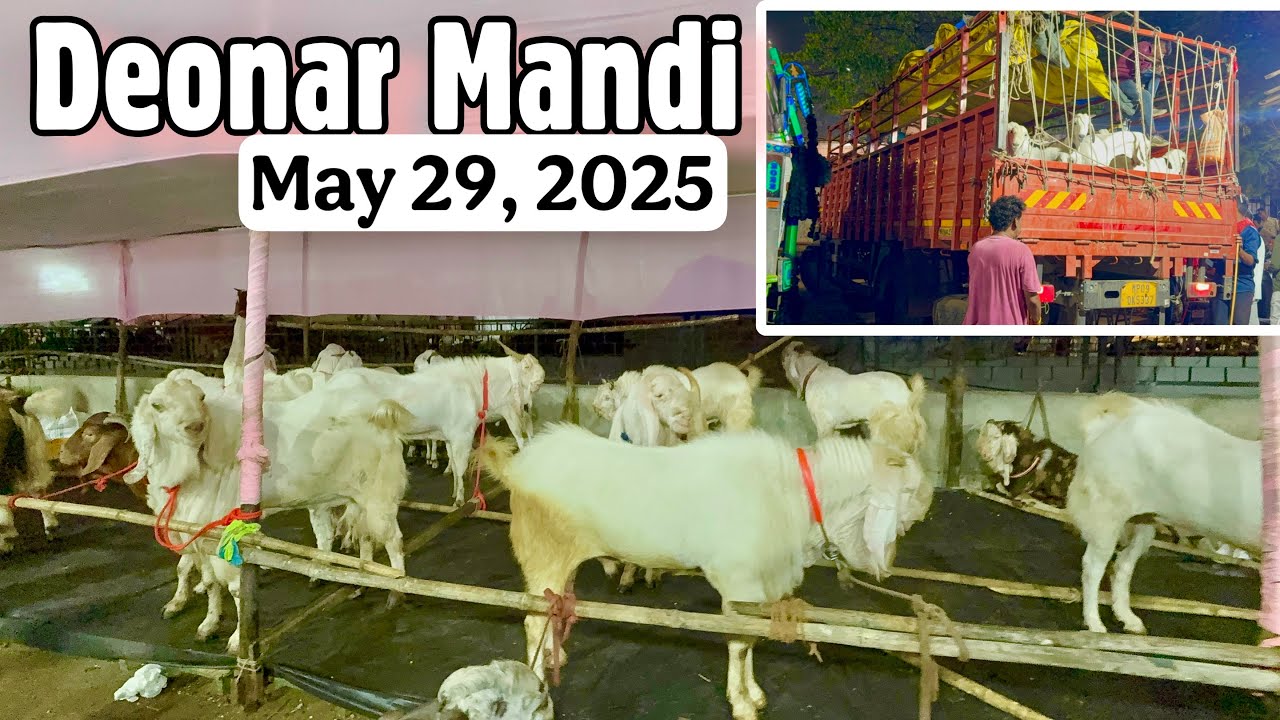 Deonar Bakra Mandi 2025 May 29 | Shabnam Madam Ki Bargaining Skills
