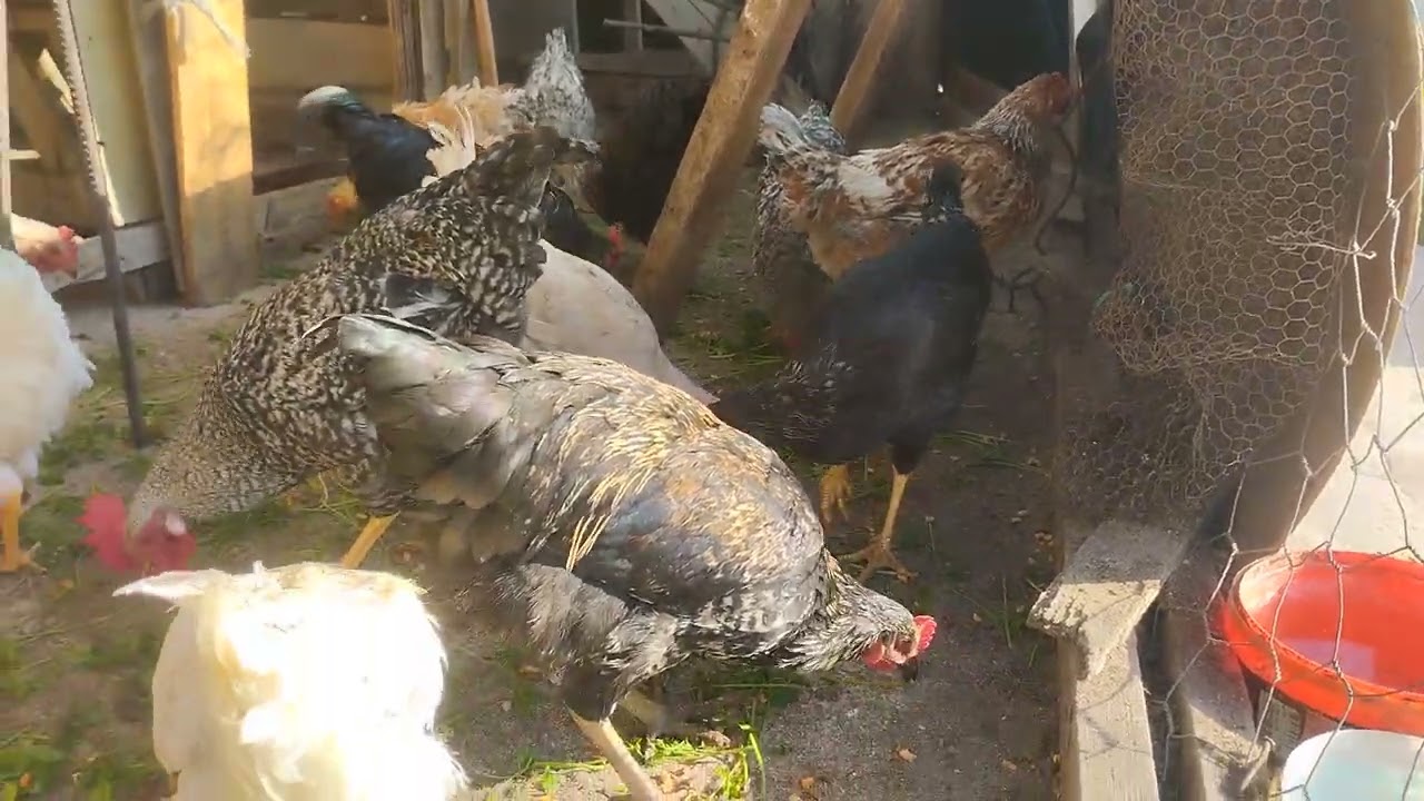 Aylar sonra tavuk larımız artık büyümüşler maşallah 
