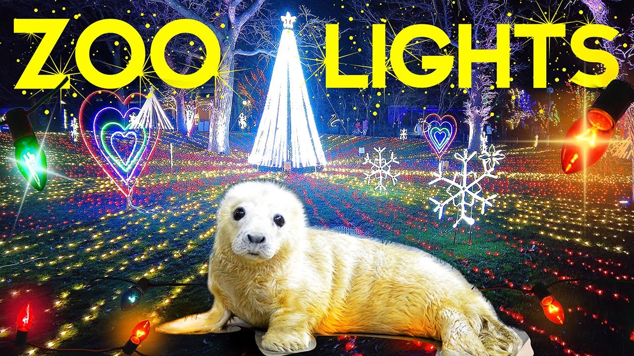 🐼🌲CHICAGO HOLIDAY ZOOLIGHTS 🎅 LINCOLN PARK ZOO 🎅 WALKING TOUR