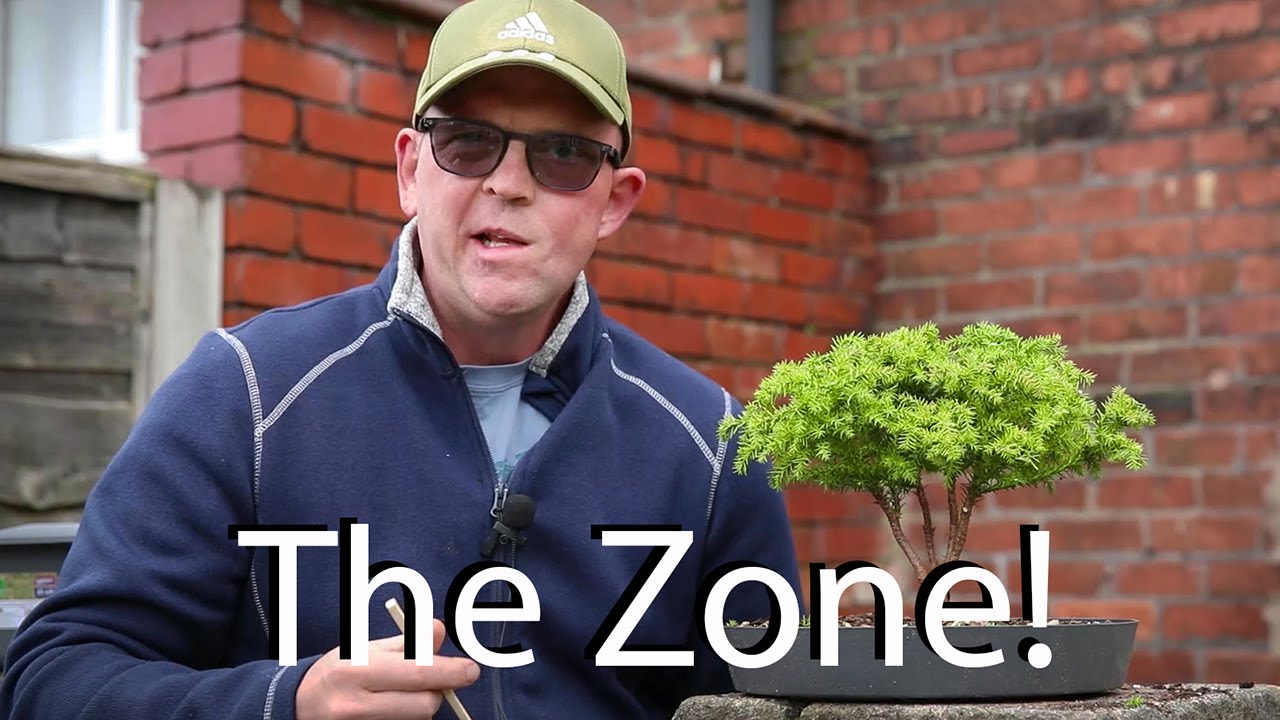 Nigel Saunders inspired Acacia tree - The Bonsai Zone