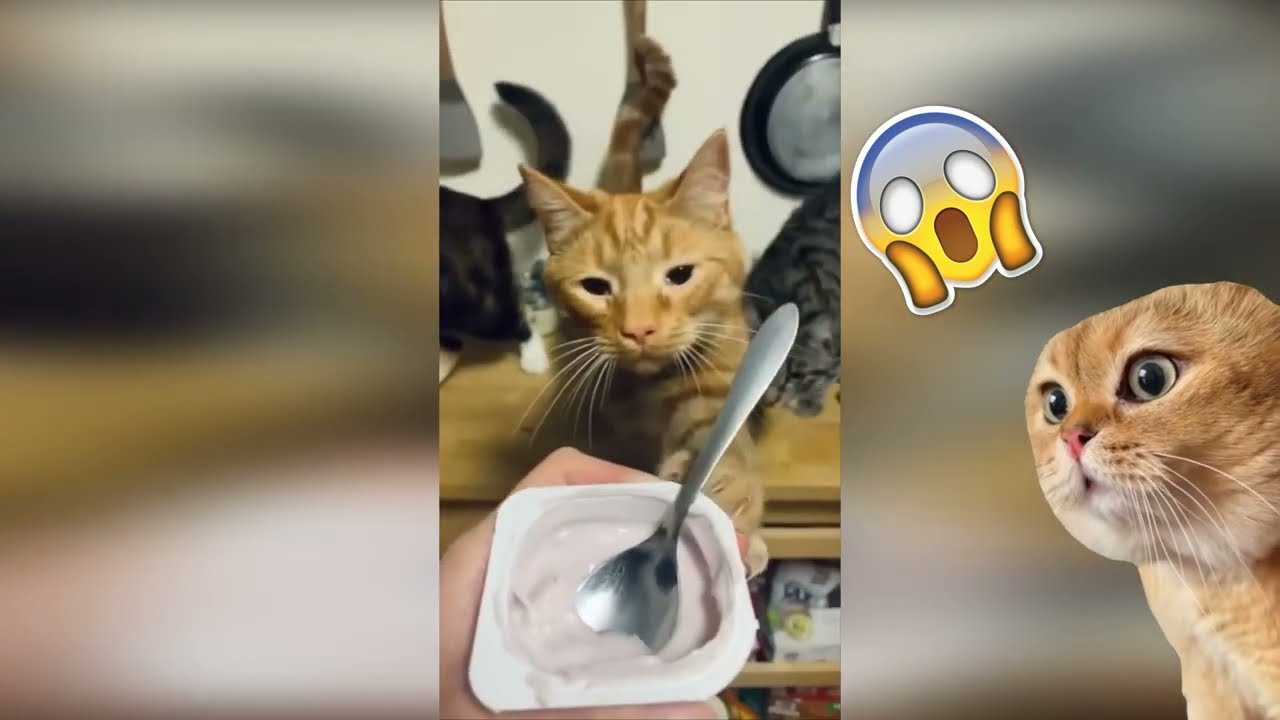 Funny videos. Unusual Memes Compilation v101-105 #memes #funnyvideo