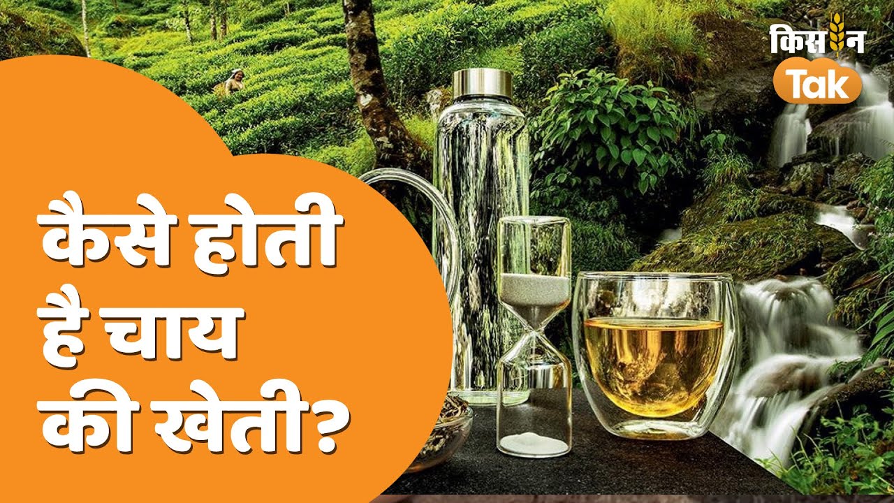 Chai ki Kheti: बड़े चाव से पी जाने वाली चाय की खेती कैसे होती है, यहां देखिए | Kisan Tak