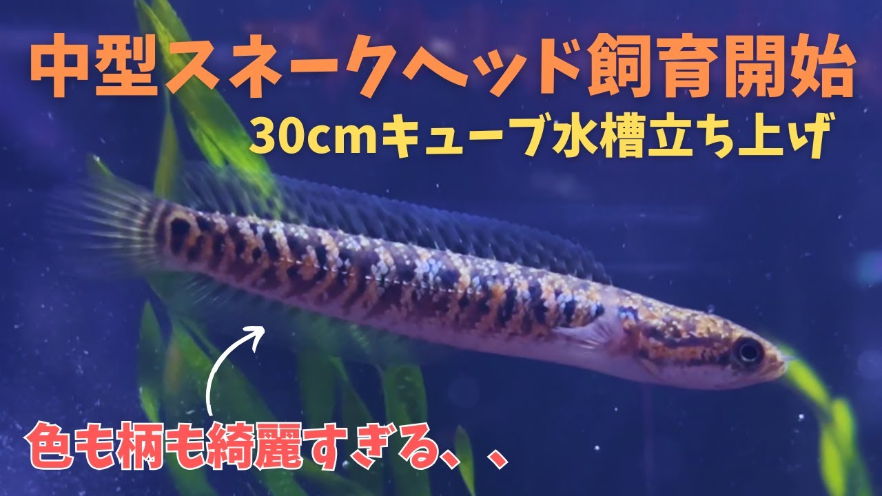 丈夫で綺麗な中型魚を飼育開始します！　＃アクアリウム