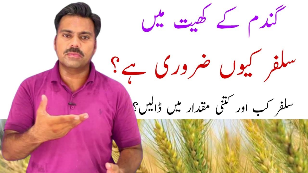 How to use sulphur in wheat crop | Abid Ali Agrarian