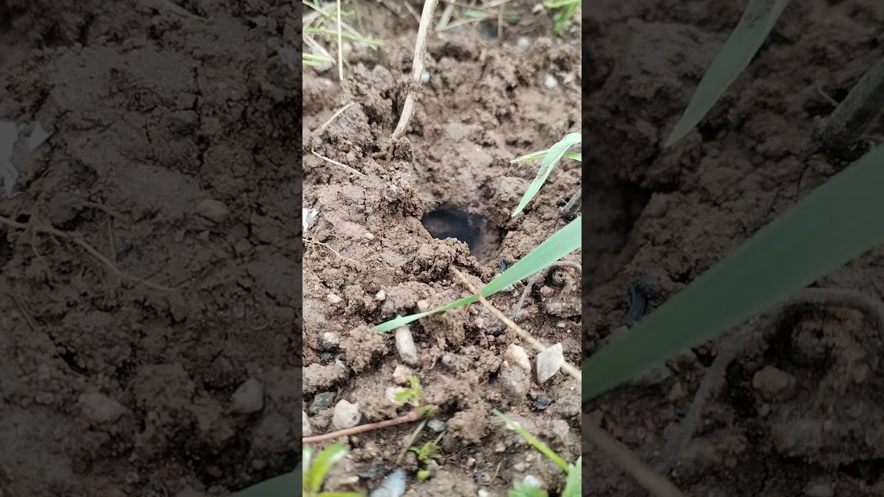 Eliminazione totale delle talpe