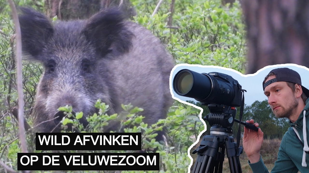 #149: Wild afvinken op de Veluwezoom