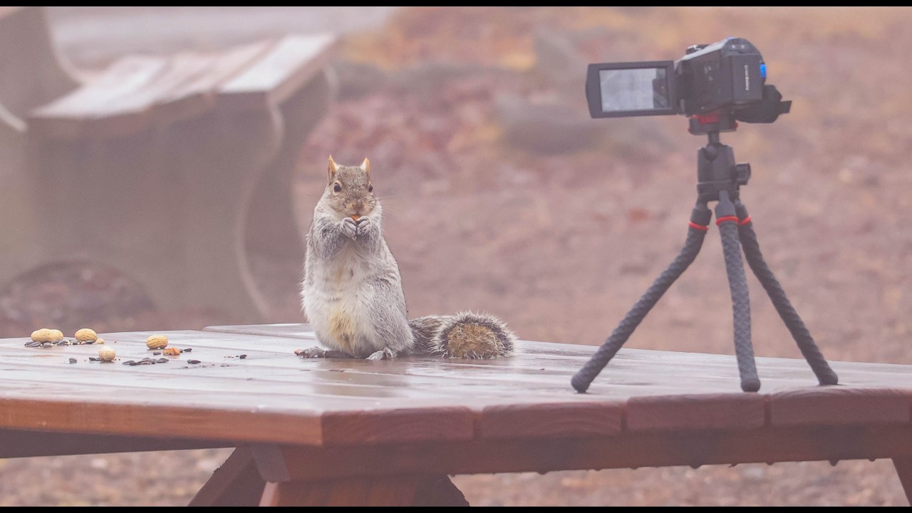 Squirrels at the park