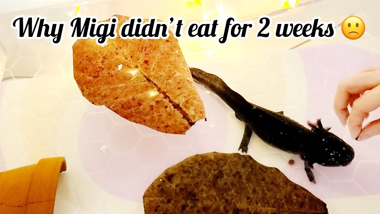 Axolotl rescue Migi Mini Series, Why Migi wasn't eating?