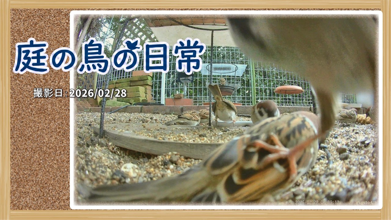【庭の鳥の日常】(26,02,28) スズメは時間に正確です