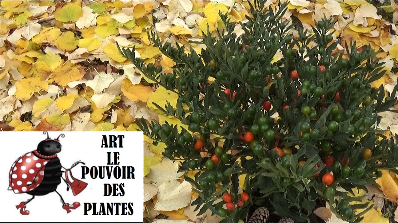 Conseil jardinage: pommier d'amour: Taille, arrosage et entretien: Plante d'intérieur ou vivace