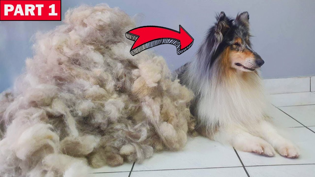 ALL HER HAIR - HUGE UNDERCOAT REMOVAL - Deshedding Rough Collie - Part 1