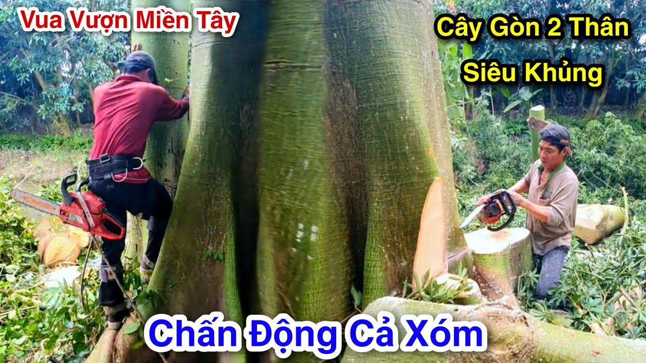 Chấn Động Cả Xóm Kéo Ra Xem Cưa Cây Gòn 2 Thân Siêu Khủng Vua Vượn Miền Tây Tháp 10