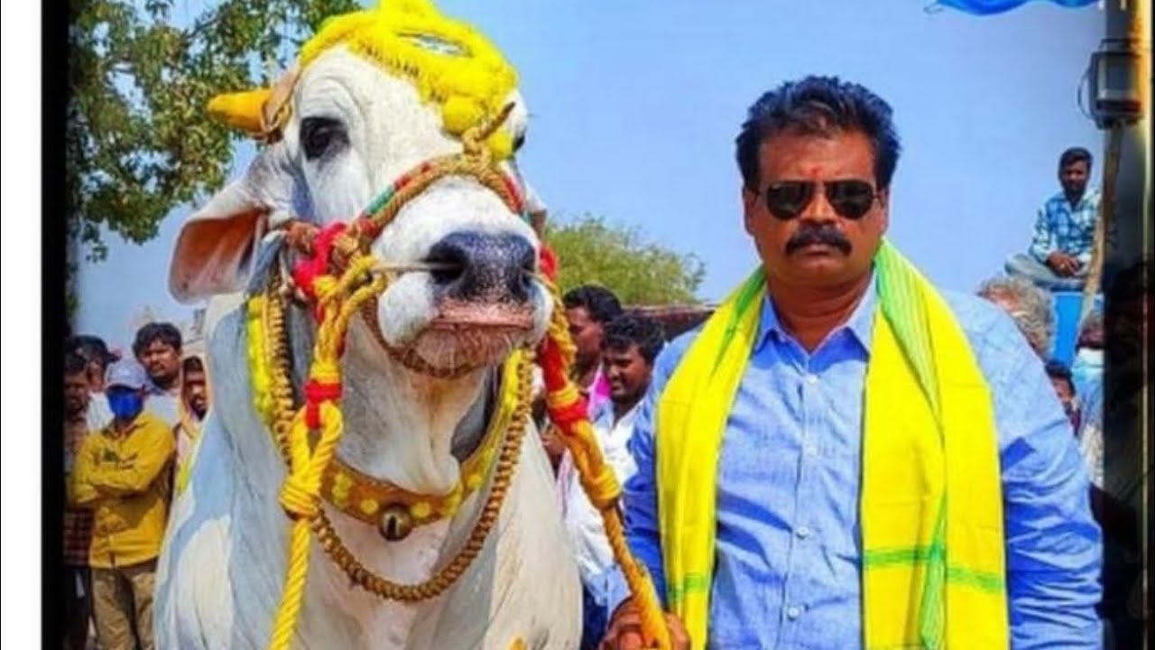 గొట్టిపాటి హనుమంతరావు మెమోరియల్   జూనియర్స్ 8వ  rk bulls( బాలయ్య జై సింహ) వేటపాలెం