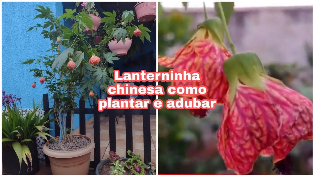 COMO PLANTAR LANTERNINHA CHINESA NO VASO substrato que usei + ADUBAÇÃO PARA FLORIR /ABUTILON