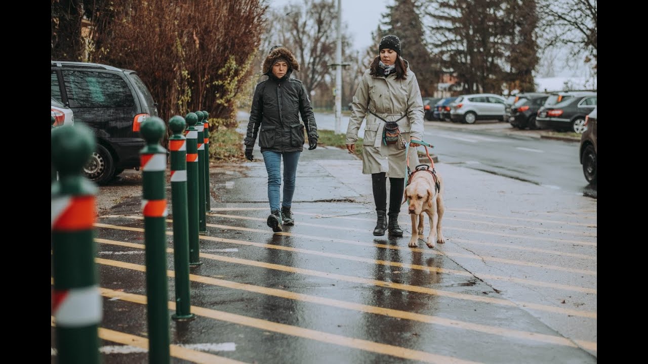 Csúzli kutyánk vizsgára készül #labrador #learning