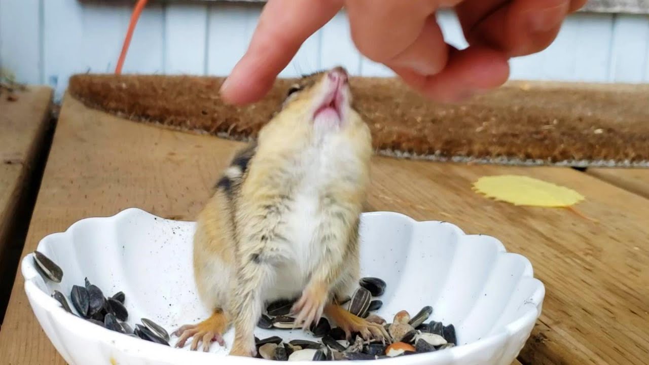 아끼는 꽃화분 흙을 다 헤집어 놓은 다람쥐 A Chipmunk Digger In My Precious Flower Pot