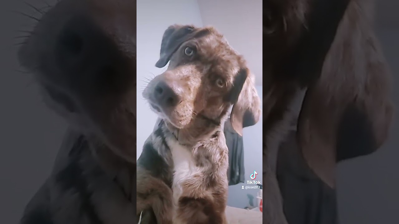 Sounds That Will Make Your Dog Tilt Their Head (100% GUARANTEED!) | Funny Dogs 😂 Squeaky Toy
