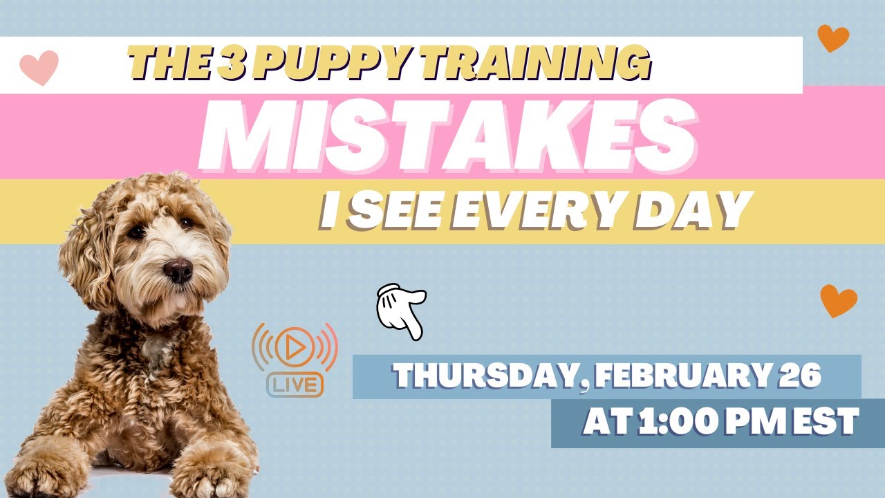 The 3 Biggest Puppy Training Mistakes I See Every Day