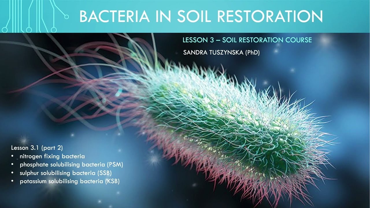 Lesson 3.2  -  Bacteria in nutrient cycling