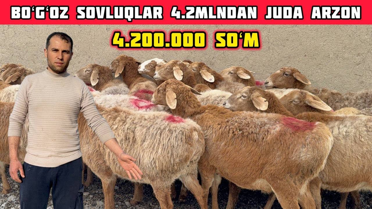Boʻgʻoz Sovluqlar 4.2mlndan Juda Arzon Boʻldi,Ona-Bola Qoʻylar
