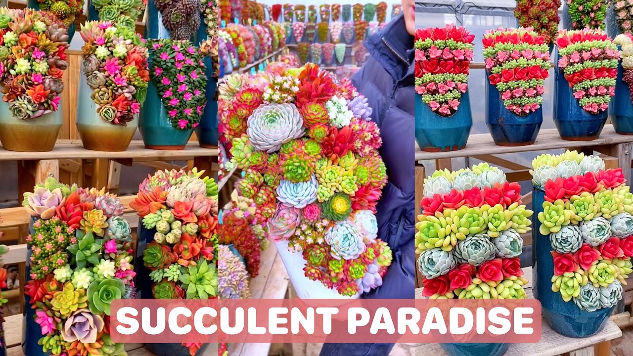 Paradise for Succulent Lovers | 多肉植物| 다육이들 | Suculentas