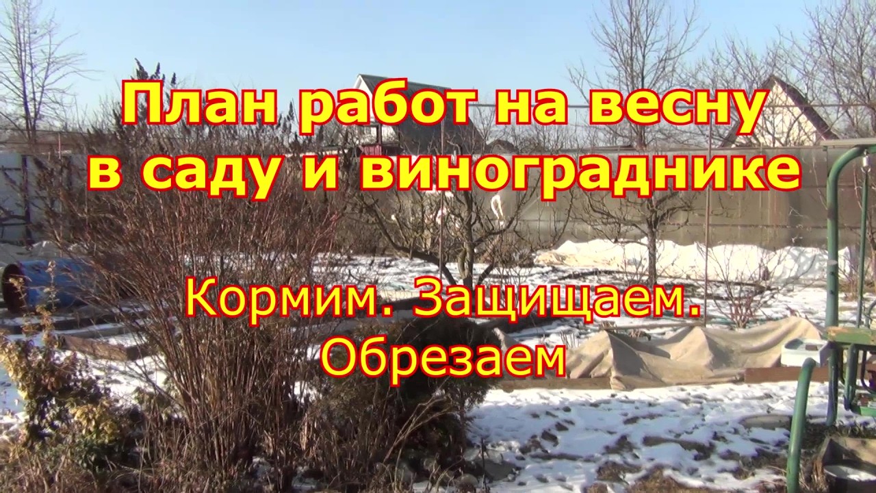 Планы работ весной с садом и виноградом. Кормим. Защищаем. Обрезаем