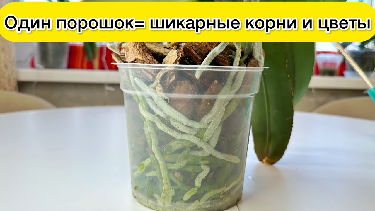 От одного порошка растут мощные корни у орхидеи и цветонос орхидеи