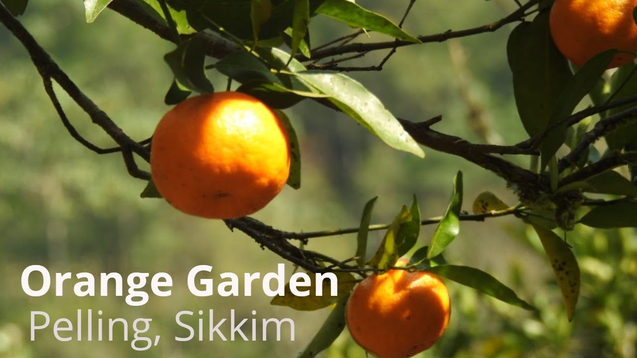 Orange Garden, Pelling, West Sikkim| Places to visit in Sikkim ( west )