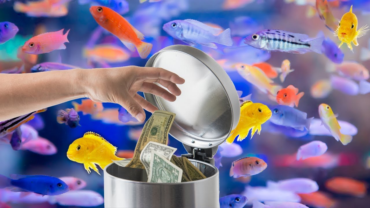 Почему многие бросают аквариумы? 5 главных причин, по которым владельцы рыб бросают аквариумы