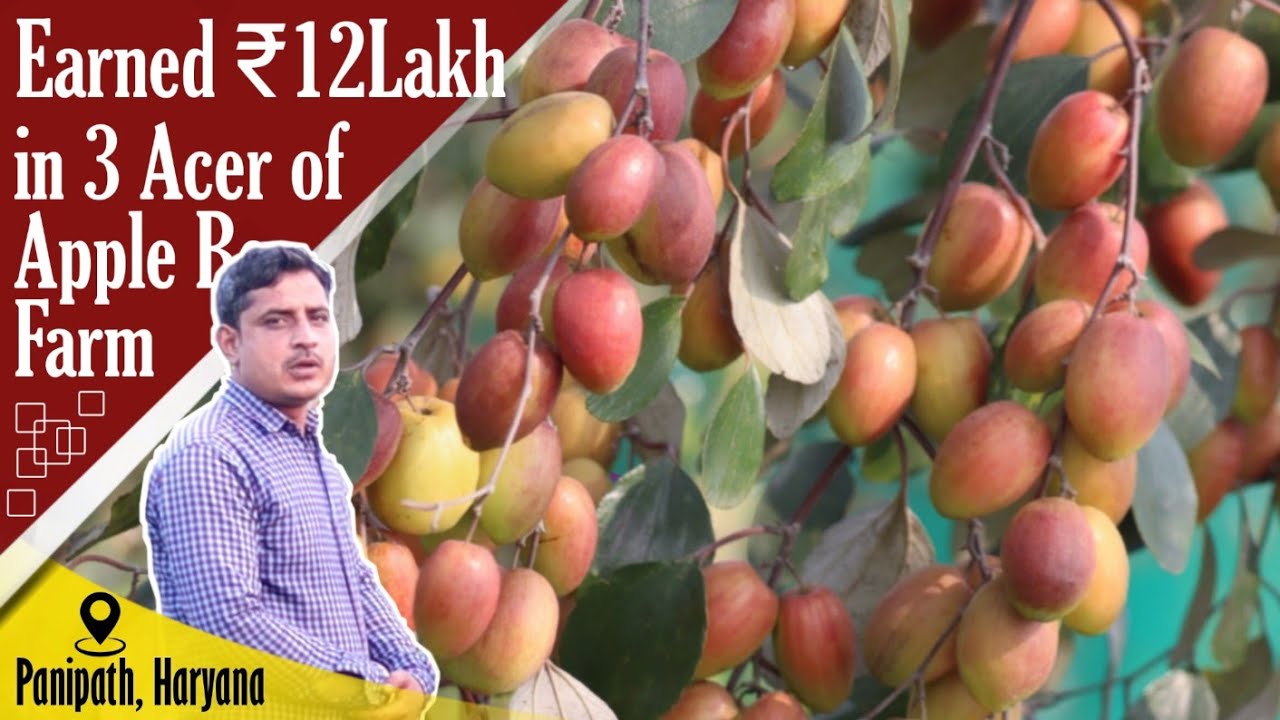Доход в размере 12 лакхов рупий от 3 Acer of Kashmiri Red Apple Ber Farming.